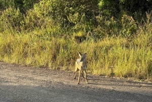 Nairobi: Nairobi National Park Daily Game Drives