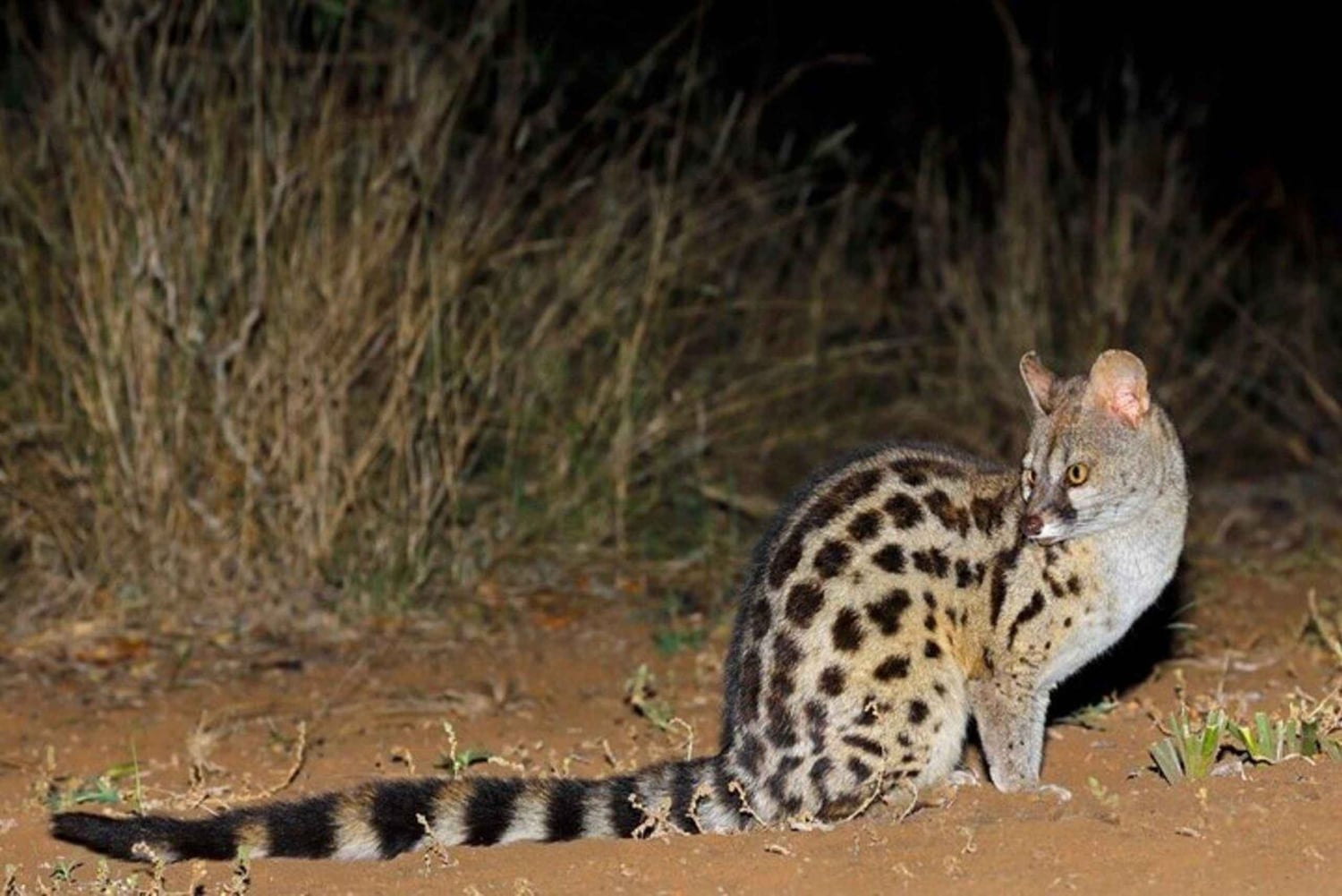 Nairobi: Nattsafari i Nairobi nasjonalpark med guide