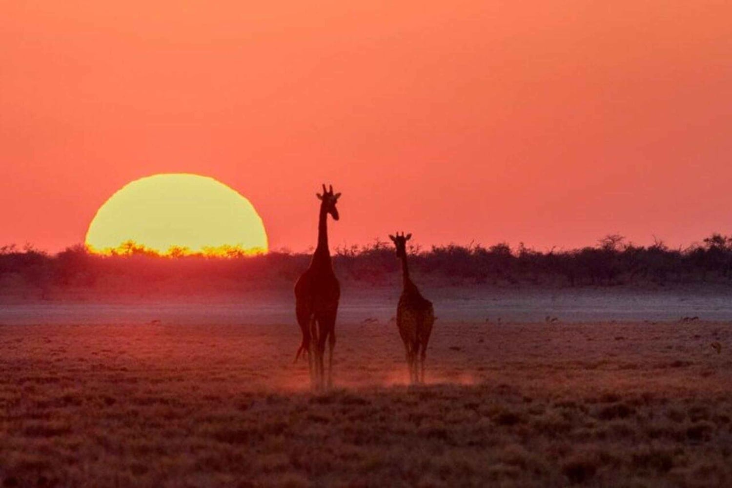 Nairobi: Nattsafari i Nairobi nasjonalpark med guide