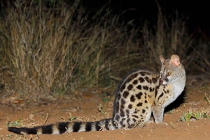 Nairobi: Nattsafari i Nairobi nasjonalpark med guide