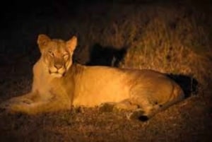 Nairobi: Nattsafari i Nairobi nasjonalpark med guide