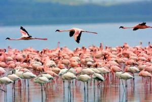 Nairobi: Excursión de un día al Parque Nacional de Nakuru y al Lago Naivasha