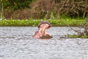 Nairobi: Excursión de un día al Parque Nacional de Nakuru y al Lago Naivasha