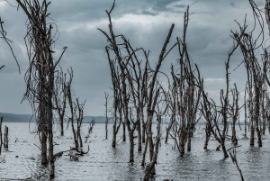 Nairobi: Excursión de un día al Parque Nacional de Nakuru y al Lago Naivasha