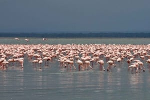 Nairobi: Excursión de un día al Parque Nacional de Nakuru y al Lago Naivasha