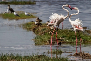 Nairobi: Excursión de un día al Parque Nacional de Nakuru y al Lago Naivasha
