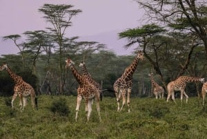 Nairobi: Excursión de un día al Parque Nacional de Nakuru y al Lago Naivasha