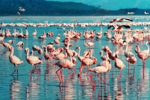 Nairobi: Excursión de un día al Parque Nacional de Nakuru y al Lago Naivasha