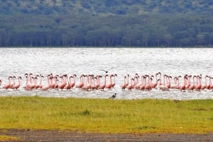 Nairobi : Excursion d'une journée au parc national de Nakuru et au lac Naivasha