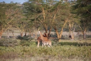 Nairobi: jednodniowa wycieczka do Parku Narodowego Nakuru i nad jezioro Naivasha