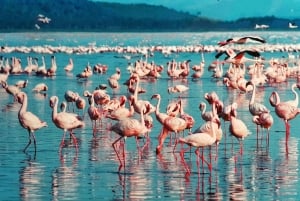 Nairóbi: excursão de um dia ao Parque Nacional Nakuru e ao Lago Naivasha