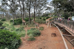 Nairobi: Nationaal Museum, Giraffencentrum & Bomas Kenia Tour