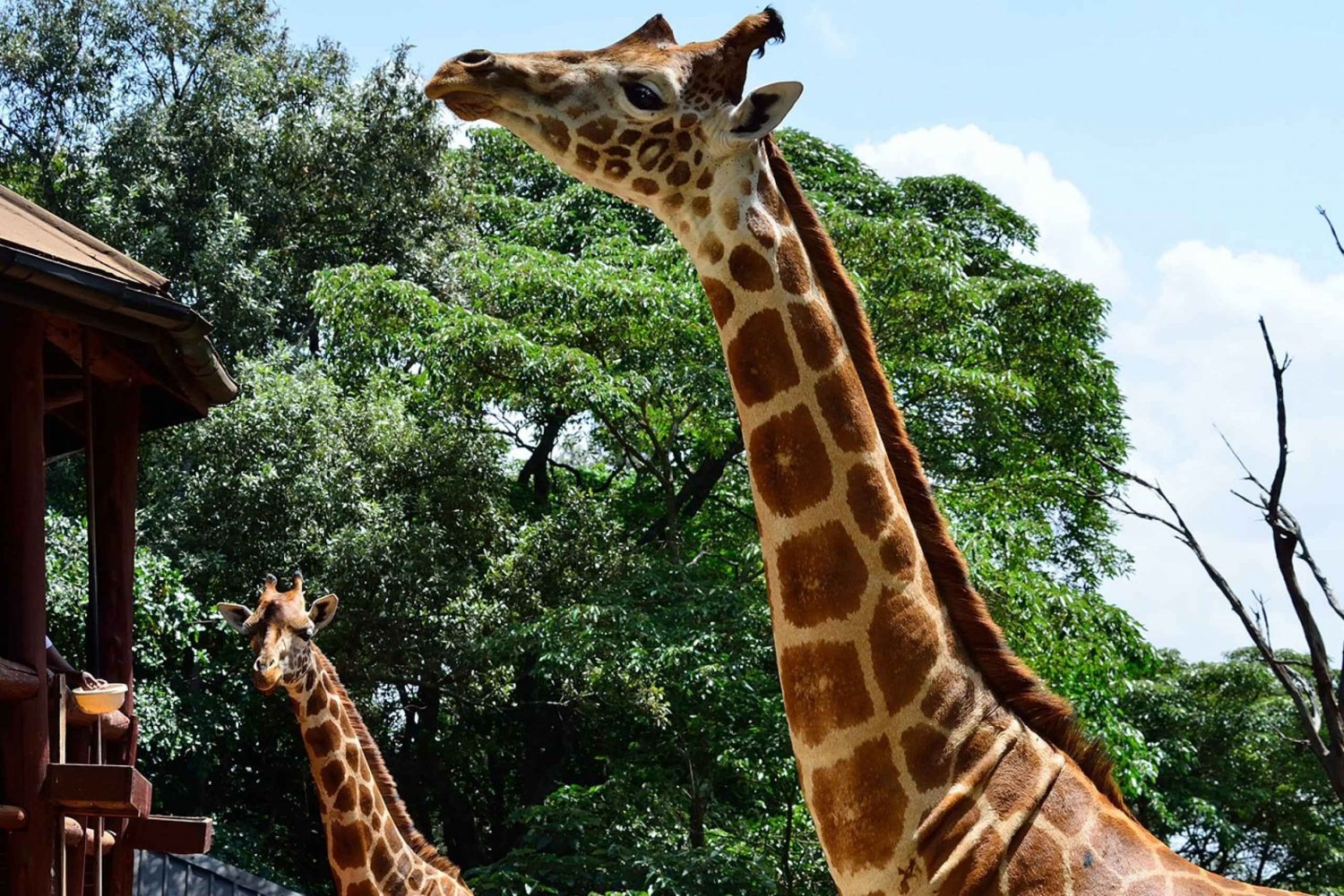 Nairobi: National Museum, Giraffe Centre & Bead Center Tour