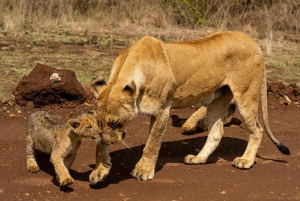 Nairobi: National Park 5Hours Game Drive with Hotel Pickup