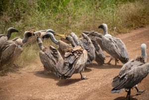 Nairobi: National Park 5Hours Game Drive with Hotel Pickup
