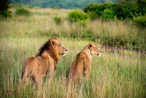 Nairobi: National Park 5Hours Game Drive with Hotel Pickup