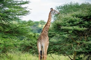 Nairobi: National Park 5Hours Game Drive with Hotel Pickup