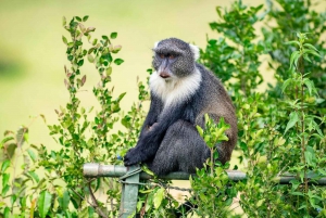 Nairobi: National Park 5Hours Game Drive with Hotel Pickup