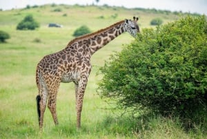 Nairobi: National Park 5Hours Game Drive with Hotel Pickup