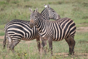 Nairobi: National Park 5Hours Game Drive with Hotel Pickup