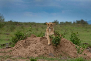 Nairobi: National Park 5Hours Game Drive with Hotel Pickup
