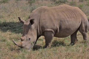 Nairobi: National Park 5Hours Game Drive with Hotel Pickup