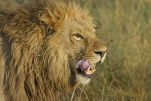 Nairobi: National Park 5Hours Game Drive with Hotel Pickup