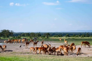 Parc National de Nairobi : Safari Guidé de 5 Heures avec Prise en Charge Gratuite
