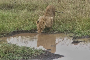 Parc National de Nairobi : Safari Guidé de 5 Heures avec Prise en Charge Gratuite