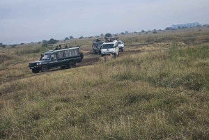 Parc National de Nairobi : Safari Guidé de 5 Heures avec Prise en Charge Gratuite