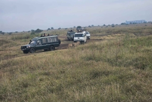Parc National de Nairobi : Safari Guidé de 5 Heures avec Prise en Charge Gratuite