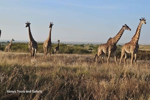 Parc National de Nairobi : Safari Guidé de 5 Heures avec Prise en Charge Gratuite