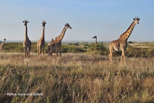 Parc National de Nairobi : Safari Guidé de 5 Heures avec Prise en Charge Gratuite