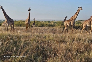 Parc National de Nairobi : Safari Guidé de 5 Heures avec Prise en Charge Gratuite