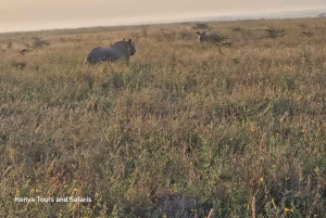 Parc National de Nairobi : Safari Guidé de 5 Heures avec Prise en Charge Gratuite