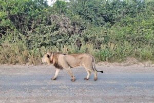 Parc National de Nairobi : Safari Guidé de 5 Heures avec Prise en Charge Gratuite