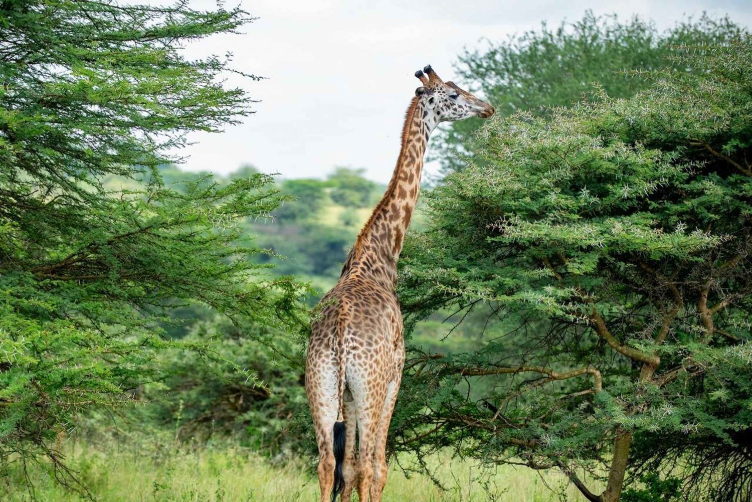 5 Hours Nairobi National Park Guided Tour with Free Pickup