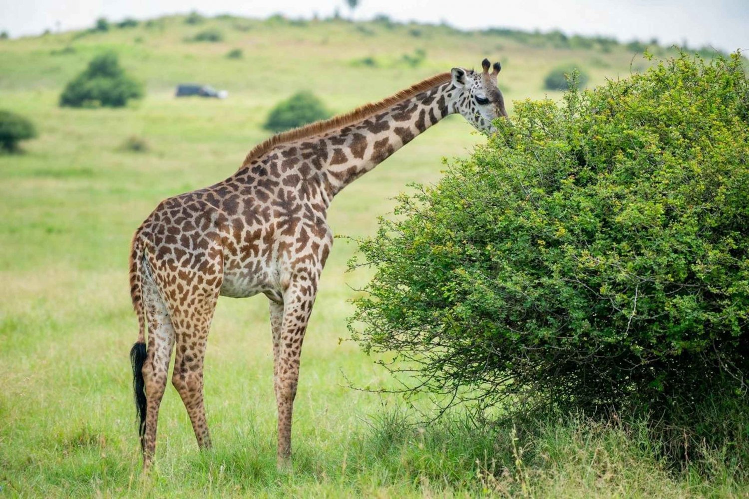 5 Hours Nairobi National Park Guided Tour with Free Pickup