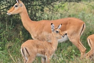 5 Hours Nairobi National Park Guided Tour with Free Pickup