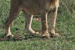 5 Hours Nairobi National Park Guided Tour with Free Pickup