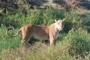 5 Hours Nairobi National Park Guided Tour with Free Pickup