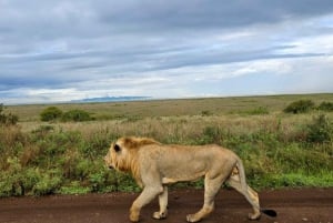 5 Hours Nairobi National Park Guided Tour with Free Pickup