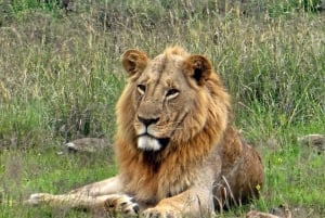 5 Hours Nairobi National Park Guided Tour with Free Pickup