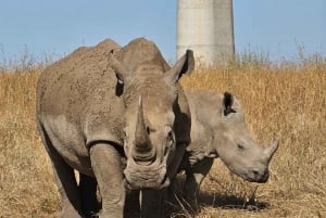 NAIROBI NATIONAL PARK AFTERNOON GAME DRIVE.