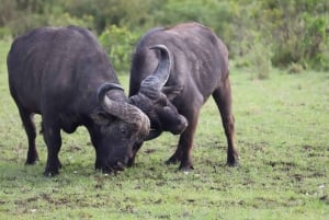NAIROBI NATIONAL PARK AFTERNOON GAME DRIVE.