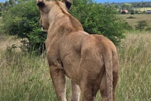 NAIROBI NATIONAL PARK AFTERNOON GAME DRIVE.