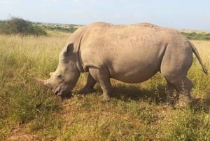 NAIROBI NATIONAL PARK AFTERNOON GAME DRIVE.
