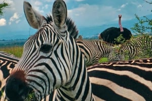 NAIROBI NATIONAL PARK AFTERNOON GAME DRIVE.