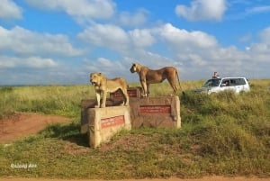 NAIROBI NATIONAL PARK AFTERNOON GAME DRIVE.