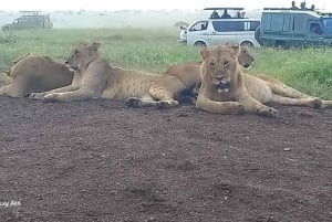 NAIROBI NATIONAL PARK AFTERNOON GAME DRIVE.